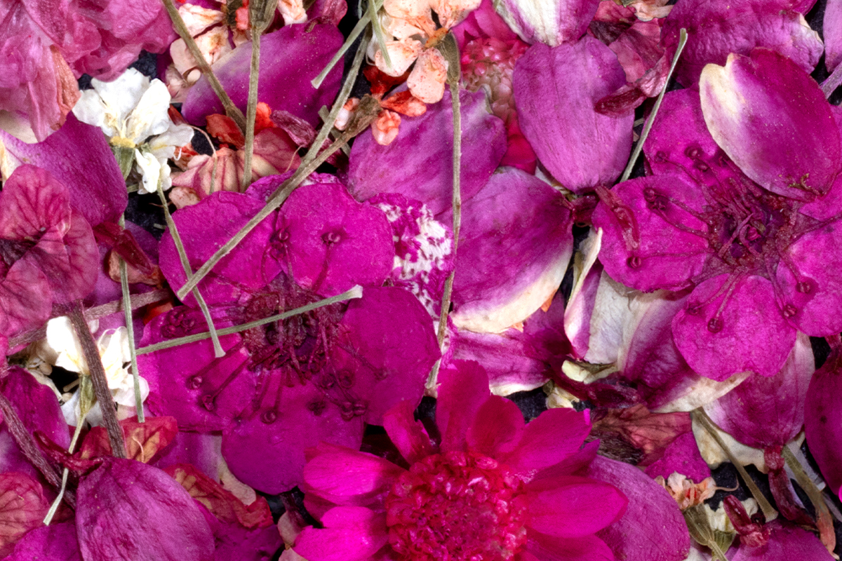 Jolifin Dried Flowers - Mini flowers pink mix