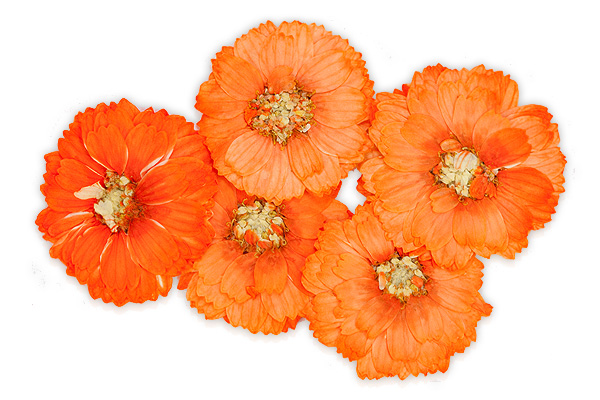 orange cosmos