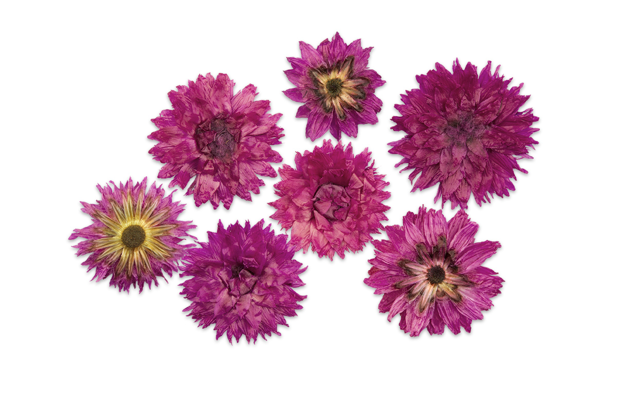 Jolifin Dried Flowers pink cornflower