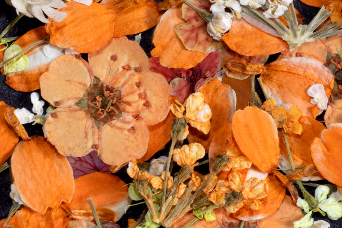 Jolifin Dried Flowers - Mini Blüten orange mix