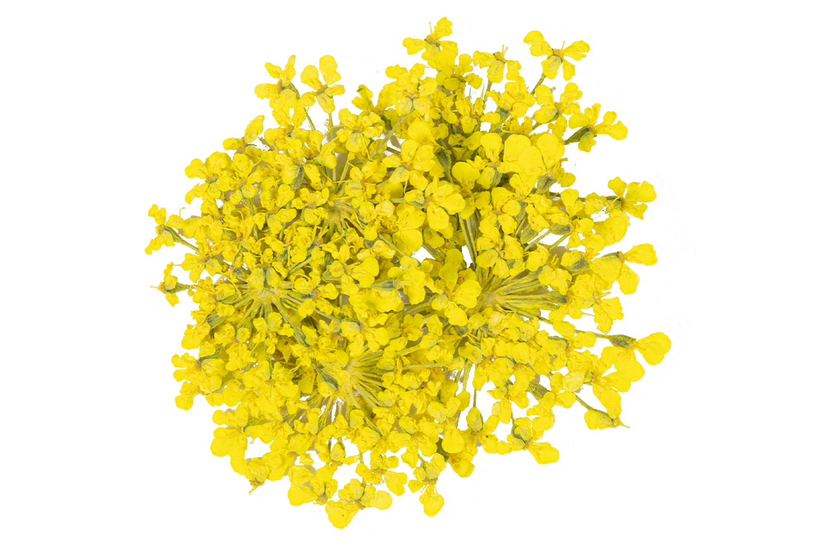 Jolifin Dried Flowers - Mini Blüten gelb
