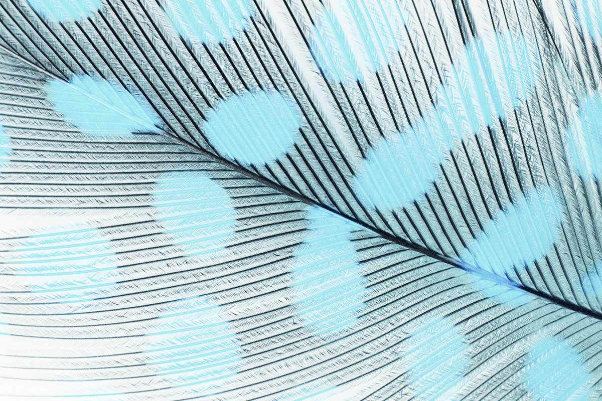 Jolifin Nail Art Feather blue leopard