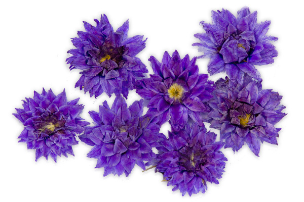 violett cornflower