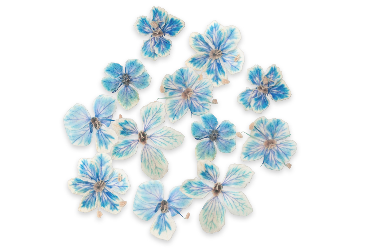Jolifin Dried Flowers - small flowers blue