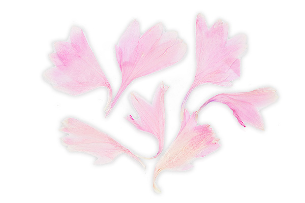 Jolifin Dried Flowers rosé crocus