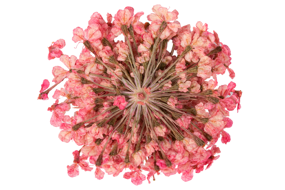 Jolifin Dried Flowers - Mini Blüten rosé-rot