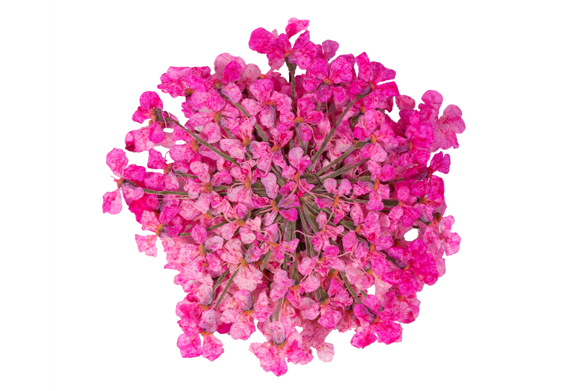 Jolifin Dried Flowers - Mini Blüten pink