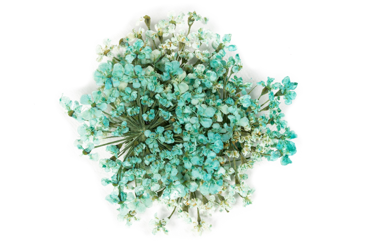 Jolifin Dried Flowers - Mini Blüten türkis
