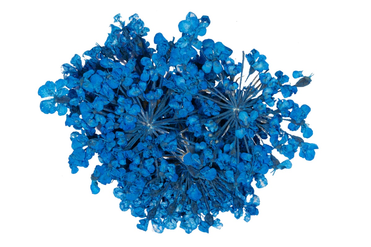 Jolifin Dried Flowers - Mini Blüten blau