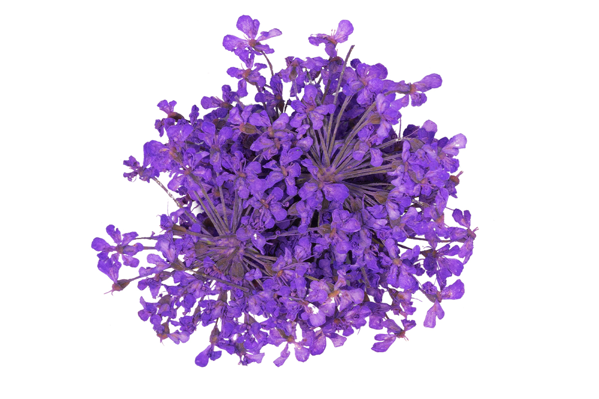 Jolifin Dried Flowers - Mini Blüten lila
