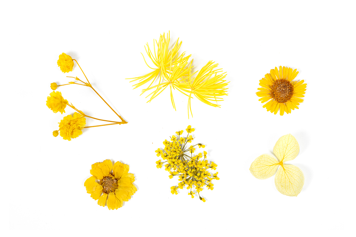 Jolifin Dried Flowers Mix - yellow