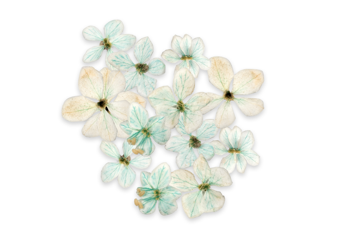 Jolifin Dried Flowers - small flowers turquoise